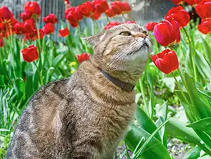 Katze schnuppert an giftigen Tulpen