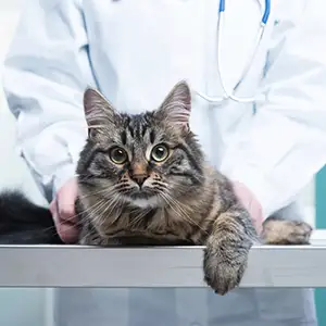 Katze auf dem Untersuchungstisch beim Tierarzt