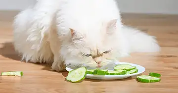 Katze sitzt vor einem Teller mit Gurkenscheiben