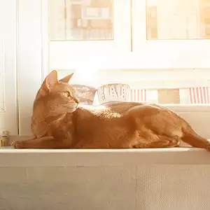 Katze liegt in der Sonne auf der fensterbank
