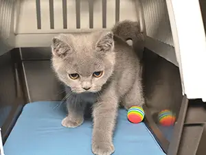 Kleines Kätzchen in der Transportbox