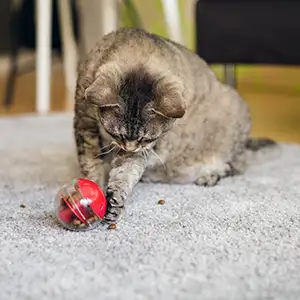 Wie schlau sind Katzen? Katze spielt mit dem Intelligenzspielzeug