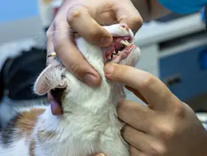 Zahnuntersuchung einer Katze mit FIV