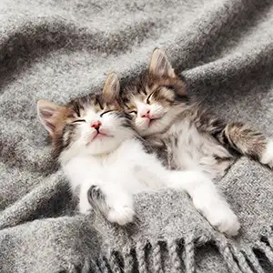 Zwei Kätzchen liegen unter der Decke