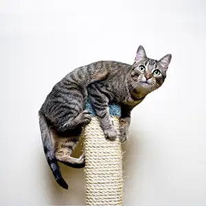 agile Katze klettert