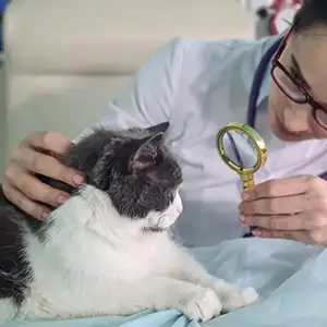 Tierärztin untersucht die Katze mit einer Lupe