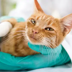 Tierarzt behandelt eine Katze