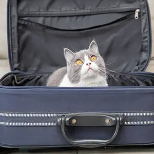 Katze sitzt im Koffer