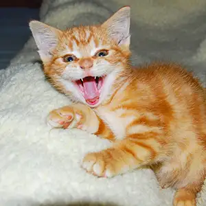Was die Körpersprache der Katze verrät - Warnsignale Fauchendes Kätzchen