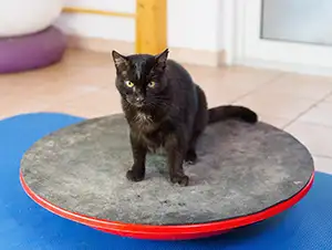 Katze bei aktiver Physio-Therapie