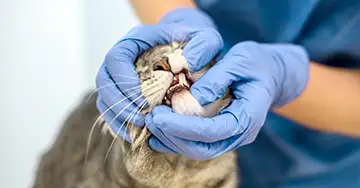 Abszesse bei Katzen Tierärztin untersucht einen Abszess am Zahnfleisch der Katze