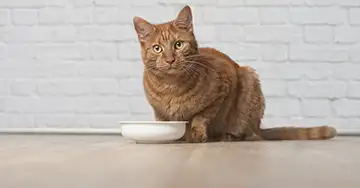 Katze sitzt vor dem Futternapf und hat keinen Hunger