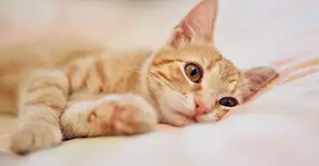 Chronische Niereninsuffizienz bei Katzen Katze leidet unter CNI