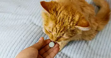 Katze bekommt eine Tablette