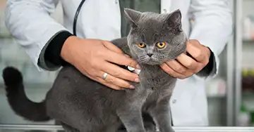 Tierarzt untersucht die Katze mit FIV