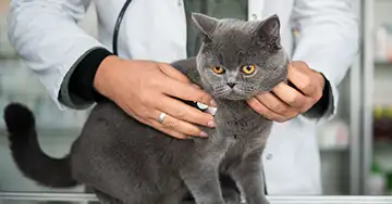 FIV bei Katzen Tierarzt untersucht die Katze mit FIV