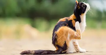 Flöhe bei Katzen Katze kratzt sich
