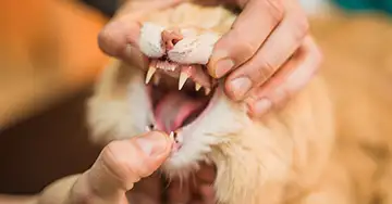 FORL bei Katzen Tierarzt untersucht die Katze mit FORL