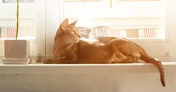 Katze sonnt sich auf der Fensterbank
