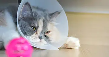 Katze kastrieren Katze trägt eine Halskrause nach der Kastration