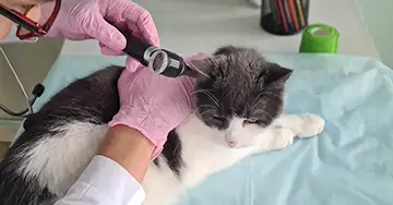 Ohrmilben bei Katzen Tierärztin untersucht das Ohr der Katze auf Milben