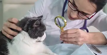 Katzenpocken Tierärztin untersucht die Katze mit einer Lupe