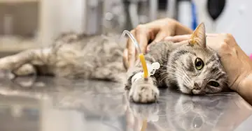 Katzenseuche Katze bekommt eine Injektion vom Tierarzt