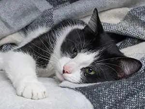 Ältere Katze liegt auf der Decke