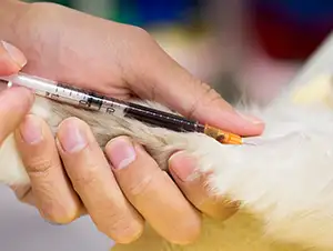 Der Tierarzt nimmt der Katze Blut ab