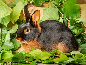 Lohkaninchen Lohkaninchen