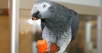 Neuropathische Drüsenmagenerweiterung bei Papageien Graupapagei frisst eine Karotte