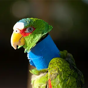 Papagei mit einem Verband am Hals