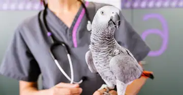 Papageien impfen Graupapagei sitzt auf dem Arm einer Tierärztin