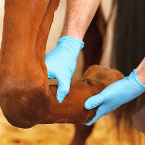 Tierarzt untersucht das gelenk des Pferdes auf Arthritis