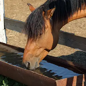 Trinkendes Pferd