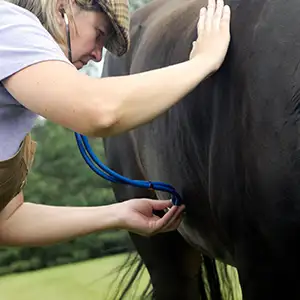 Tierarzt hört den Bauch des Pferdes ab