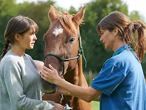 Pferde wird von einer Tierärztin untersucht