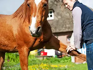 Therapeutin behandelt Muskeln und Gelenke am Pferdebein