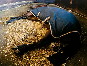 Pferd liegt im Stall und schläft