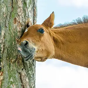 Pferd kratzt sich am Baum