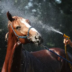 Pferde im Sommer: So schützt Du Dein Tier vor Überhitzung Pferd bekommt eine Dusche zur Abkühlung