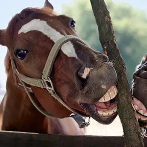 Pferd zeigt die Zähne