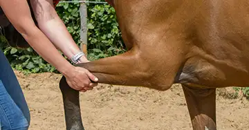 Tierarzt untersucht das Pferdegelenk auf Arthrose
