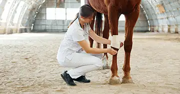 Tierärztin behandelt die Wunde beim Pferd