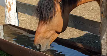 trinkendes Pferd