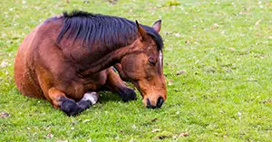 Krankes Pferd liegt auf der Wiese