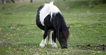 Shetlandpony frisst auf der Weide