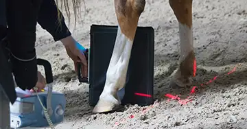 Pferd beim Röntgen des beines