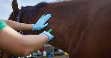 Pferd bekommt eine Spritze bei der Krebsbehandlung