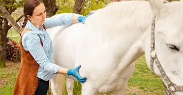 Tierarzt untersucht die Pferdemuskulatur